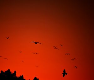 Preview wallpaper bird, wings, silhouette, flight, red