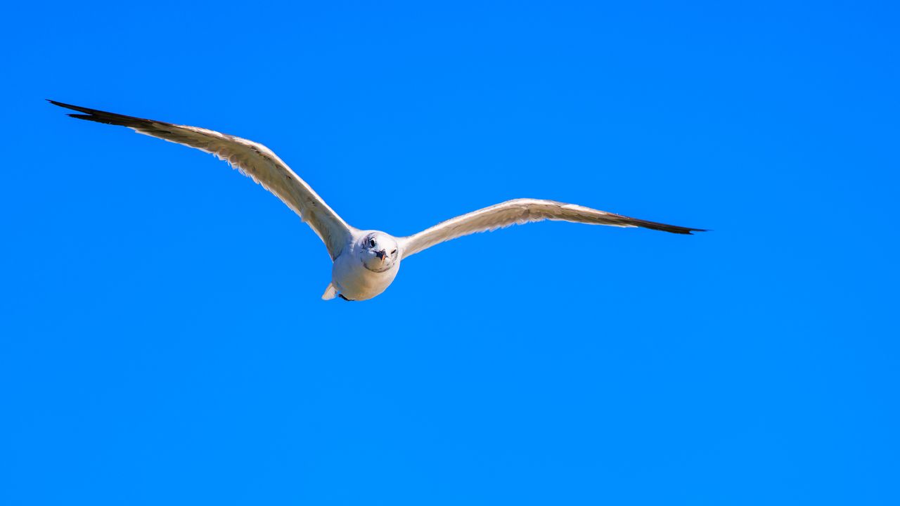 Wallpaper bird, wings, sky, flight, blue background