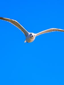 Preview wallpaper bird, wings, sky, flight, blue background