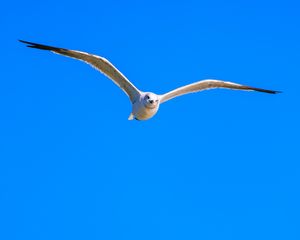 Preview wallpaper bird, wings, sky, flight, blue background