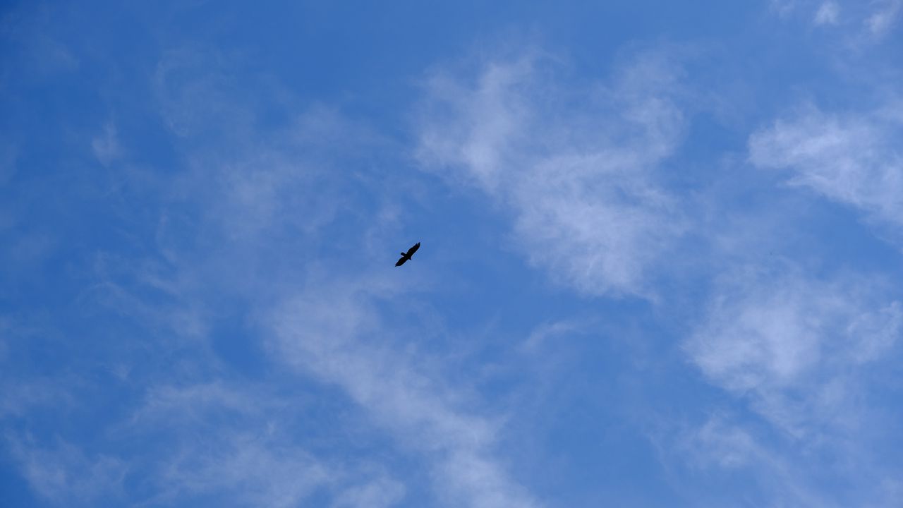 Wallpaper bird, wings, sky, bottom view