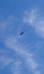 Preview wallpaper bird, wings, sky, bottom view