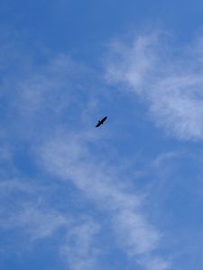 Preview wallpaper bird, wings, sky, bottom view