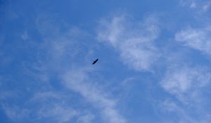 Preview wallpaper bird, wings, sky, bottom view