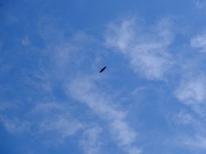 Preview wallpaper bird, wings, sky, bottom view