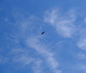 Preview wallpaper bird, wings, sky, bottom view
