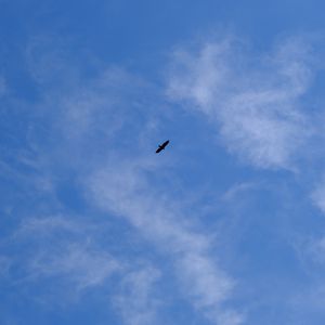 Preview wallpaper bird, wings, sky, bottom view
