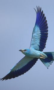 Preview wallpaper bird, wings, sky, flying