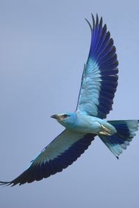 Preview wallpaper bird, wings, sky, flying