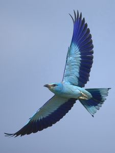 Preview wallpaper bird, wings, sky, flying