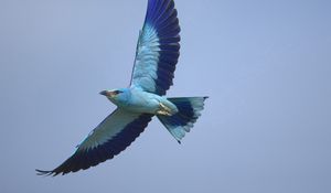 Preview wallpaper bird, wings, sky, flying