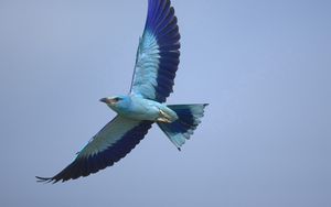 Preview wallpaper bird, wings, sky, flying