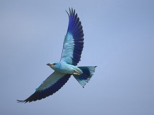 Preview wallpaper bird, wings, sky, flying