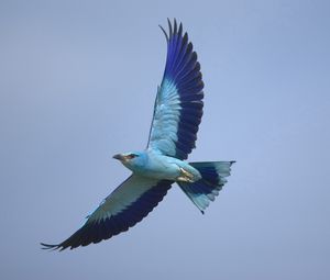 Preview wallpaper bird, wings, sky, flying