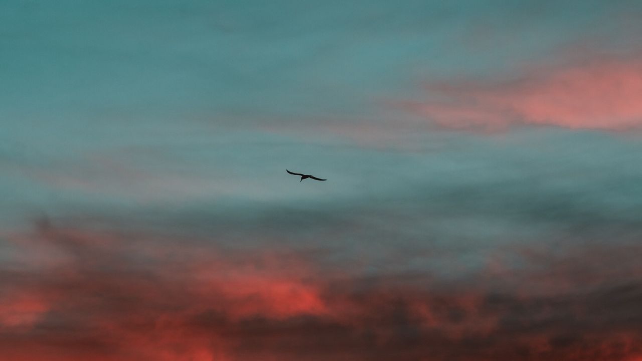 Wallpaper bird, wings, sunset, sky