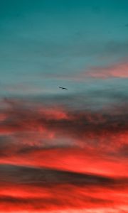 Preview wallpaper bird, wings, sunset, sky
