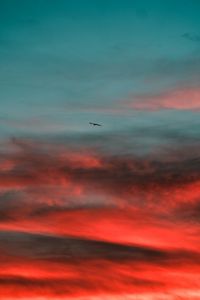 Preview wallpaper bird, wings, sunset, sky
