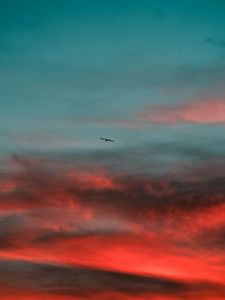 Preview wallpaper bird, wings, sunset, sky