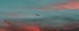 Preview wallpaper bird, wings, sunset, sky