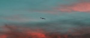 Preview wallpaper bird, wings, sunset, sky