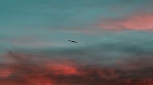 Preview wallpaper bird, wings, sunset, sky