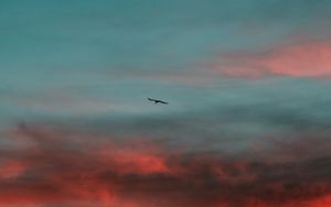 Preview wallpaper bird, wings, sunset, sky