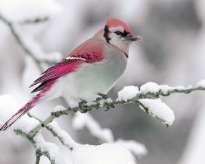 Preview wallpaper bird, winter, snow, branch, nature