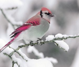 Preview wallpaper bird, winter, snow, branch, nature