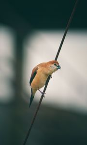 Preview wallpaper bird, wire, blur, small