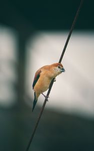 Preview wallpaper bird, wire, blur, small