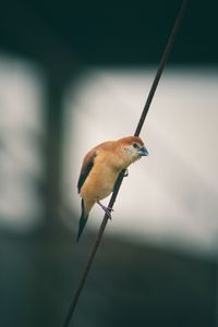 Preview wallpaper bird, wire, blur, small