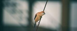 Preview wallpaper bird, wire, blur, small