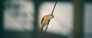 Preview wallpaper bird, wire, blur, small