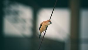 Preview wallpaper bird, wire, blur, small