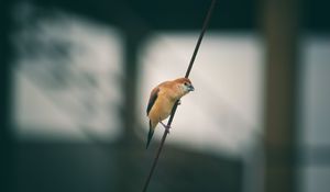 Preview wallpaper bird, wire, blur, small