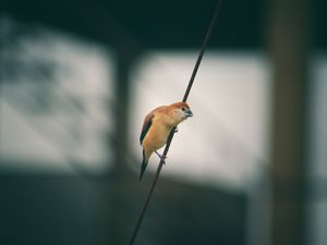 Preview wallpaper bird, wire, blur, small