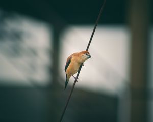 Preview wallpaper bird, wire, blur, small