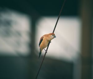 Preview wallpaper bird, wire, blur, small