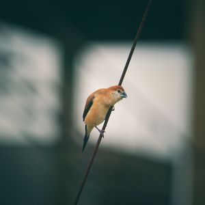 Preview wallpaper bird, wire, blur, small