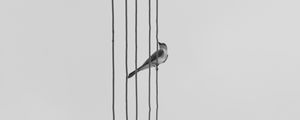 Preview wallpaper bird, wire, bw, monochrome