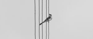 Preview wallpaper bird, wire, bw, monochrome