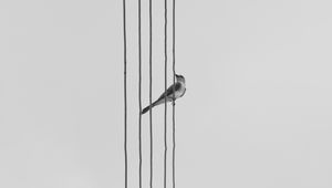 Preview wallpaper bird, wire, bw, monochrome