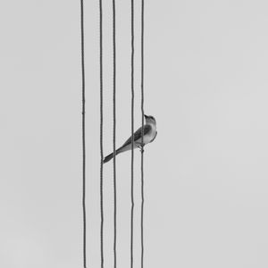 Preview wallpaper bird, wire, bw, monochrome
