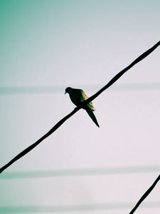 Preview wallpaper bird, wire, sky, waiting