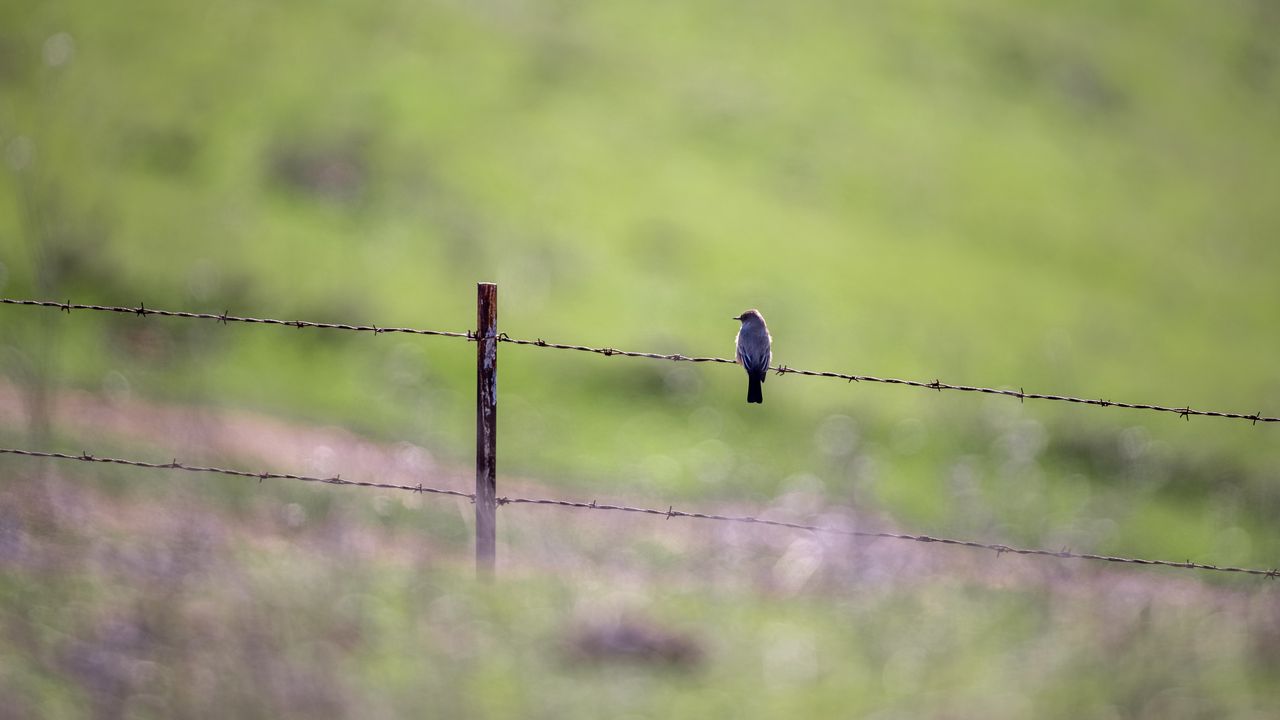 Wallpaper bird, wire, spikes, blur