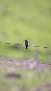 Preview wallpaper bird, wire, spikes, blur
