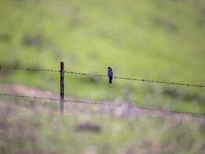 Preview wallpaper bird, wire, spikes, blur