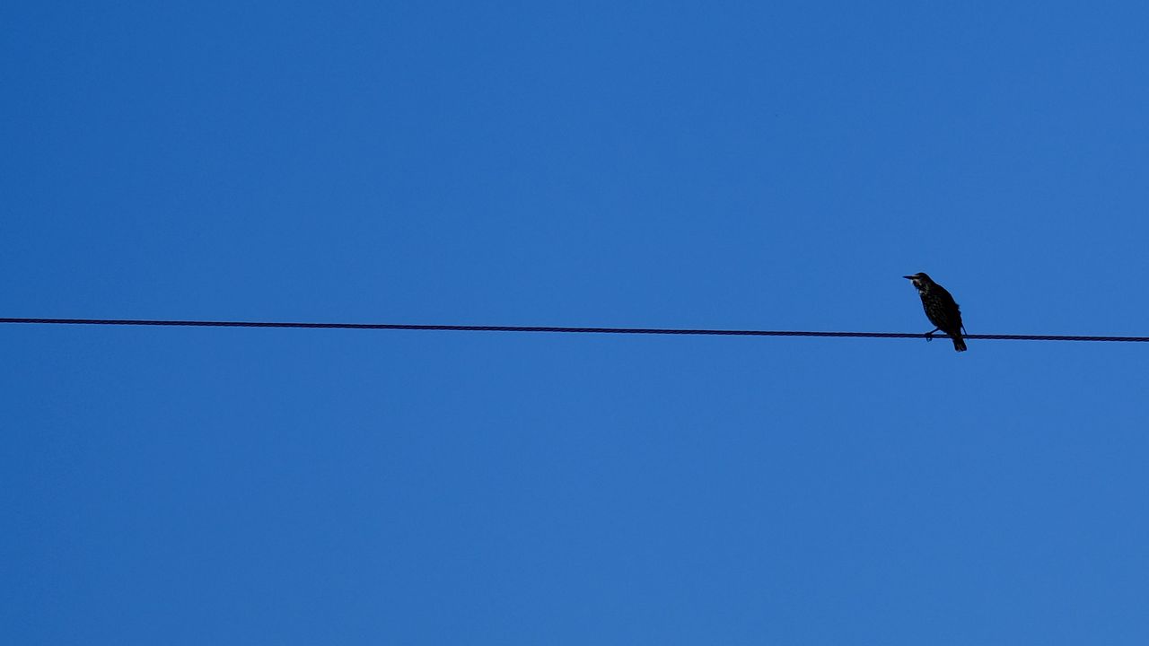 Wallpaper bird, wires, sky