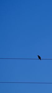 Preview wallpaper bird, wires, sky