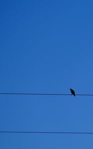 Preview wallpaper bird, wires, sky